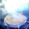 Clearing & Activating the 5 Yin Organs and Aspects of Consciousness Through Sound & Color
